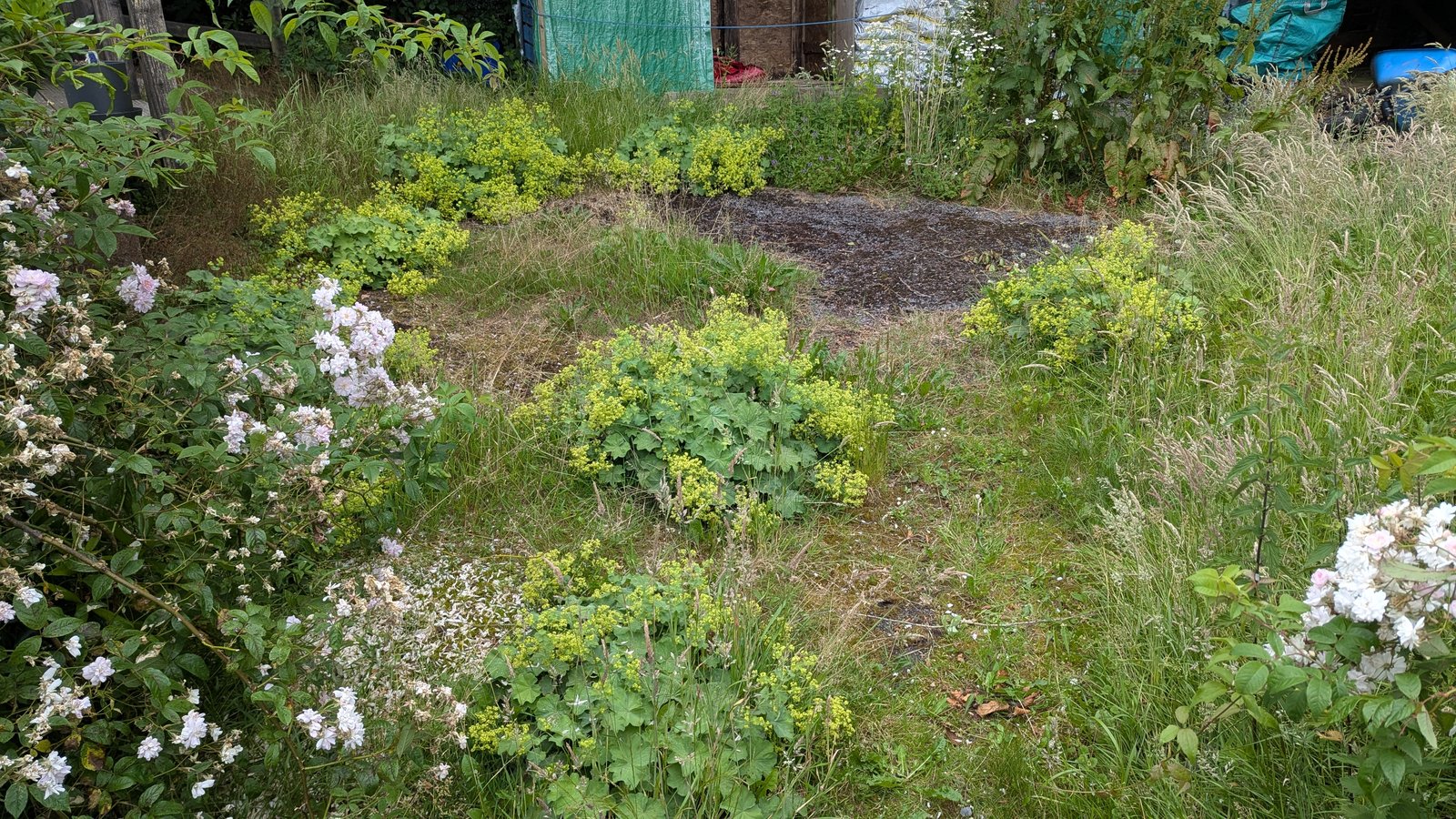 Before: Driveway bed overgrown with lady's mantle and dock leaves, cleared back to bare ground
