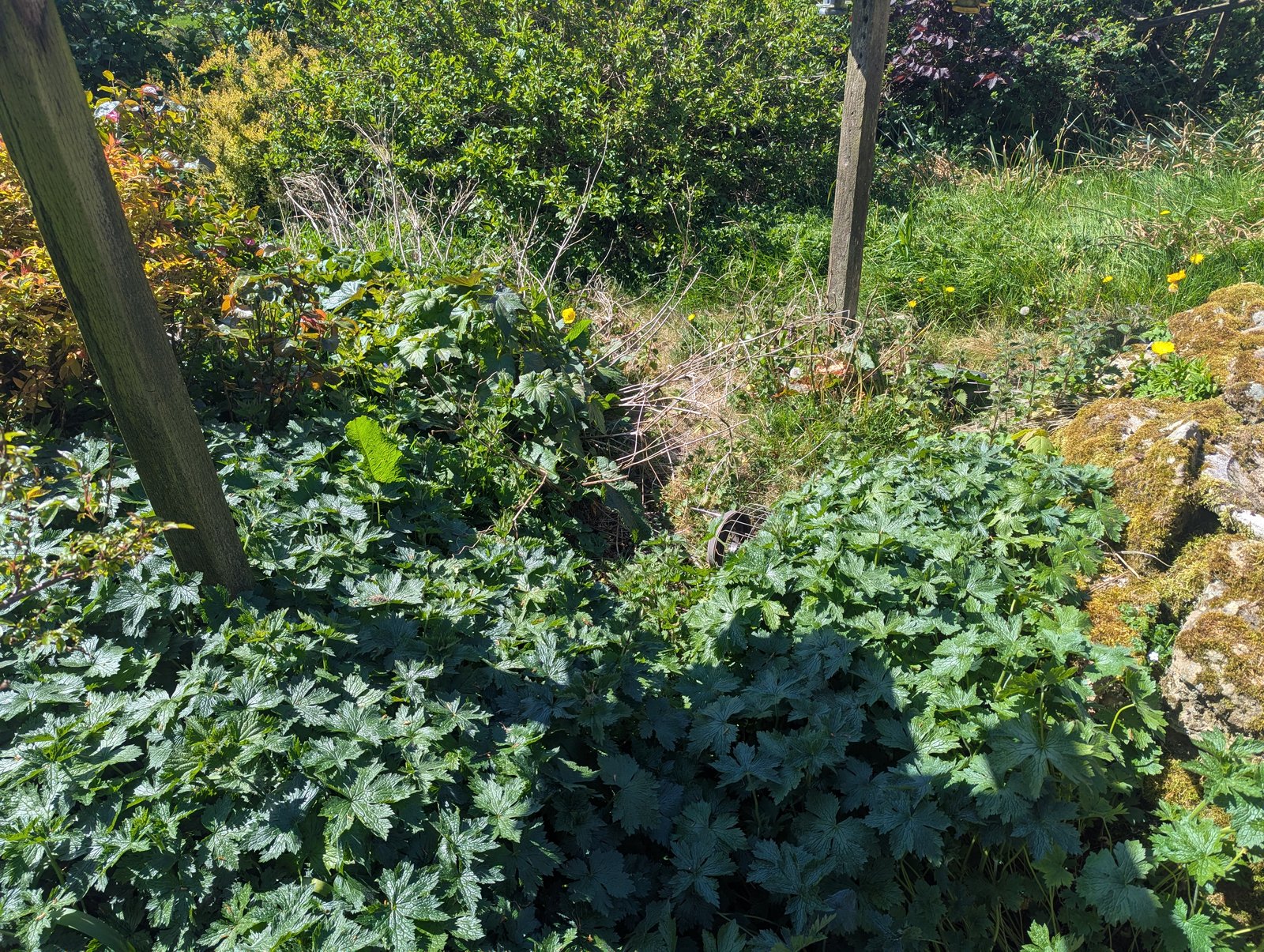Before: A second neglected driveway and pond, cleared and tidied