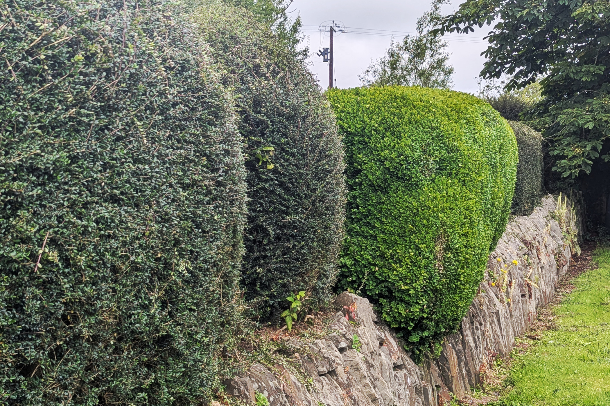 A set of neatly trimmed hedges.