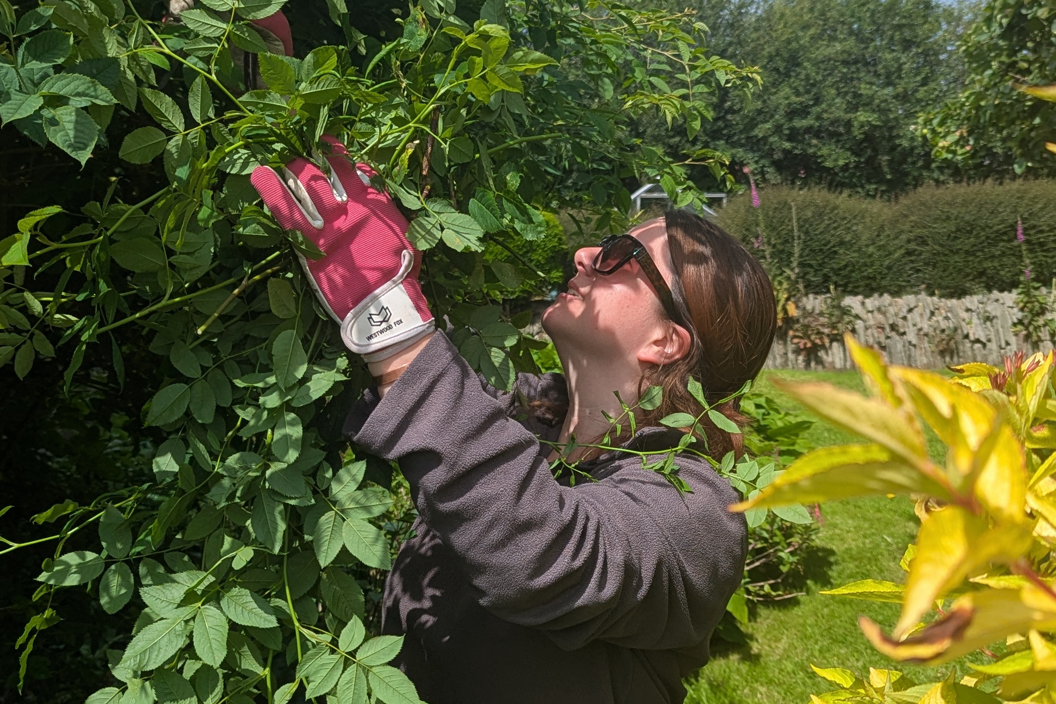 Pruning back rambling roses in a Pembrokeshire garden