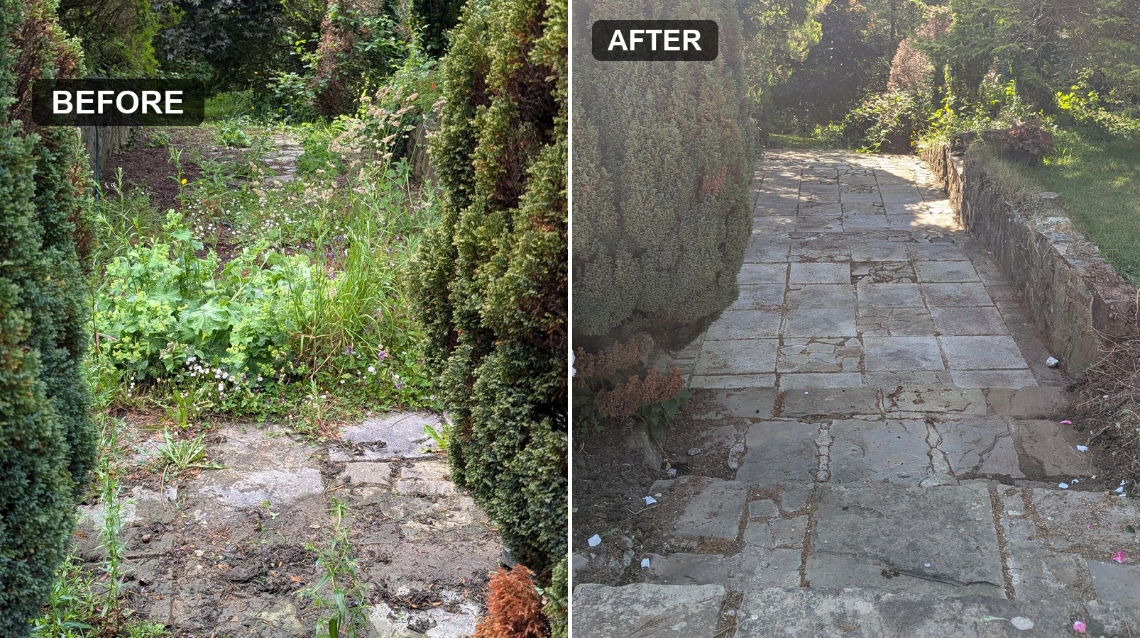 Before and after of a garden path completely overgrown with weeds and grass, cleared back to the original stone paving.