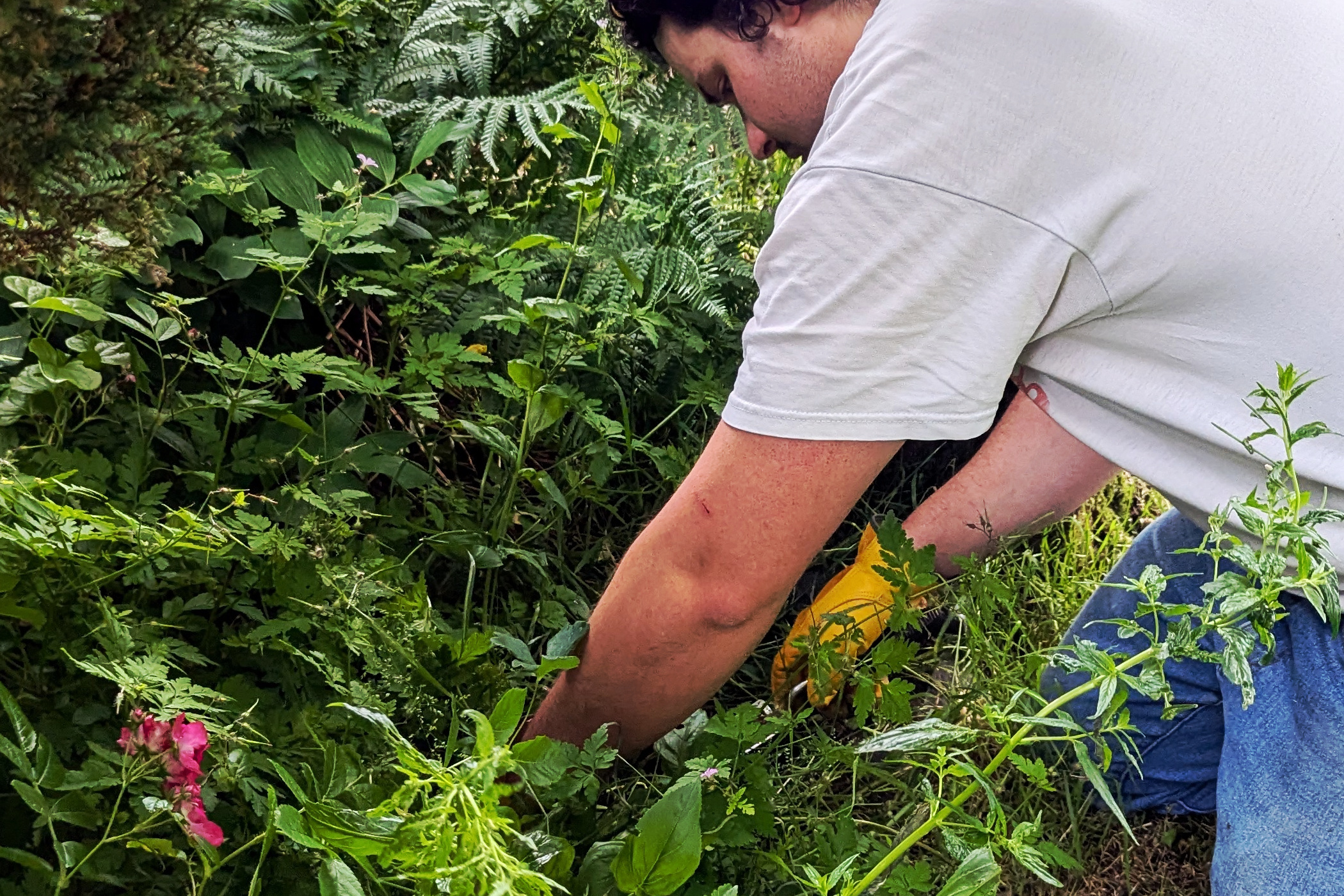 Gardener reaching in to remove weeds and clear up for winter.