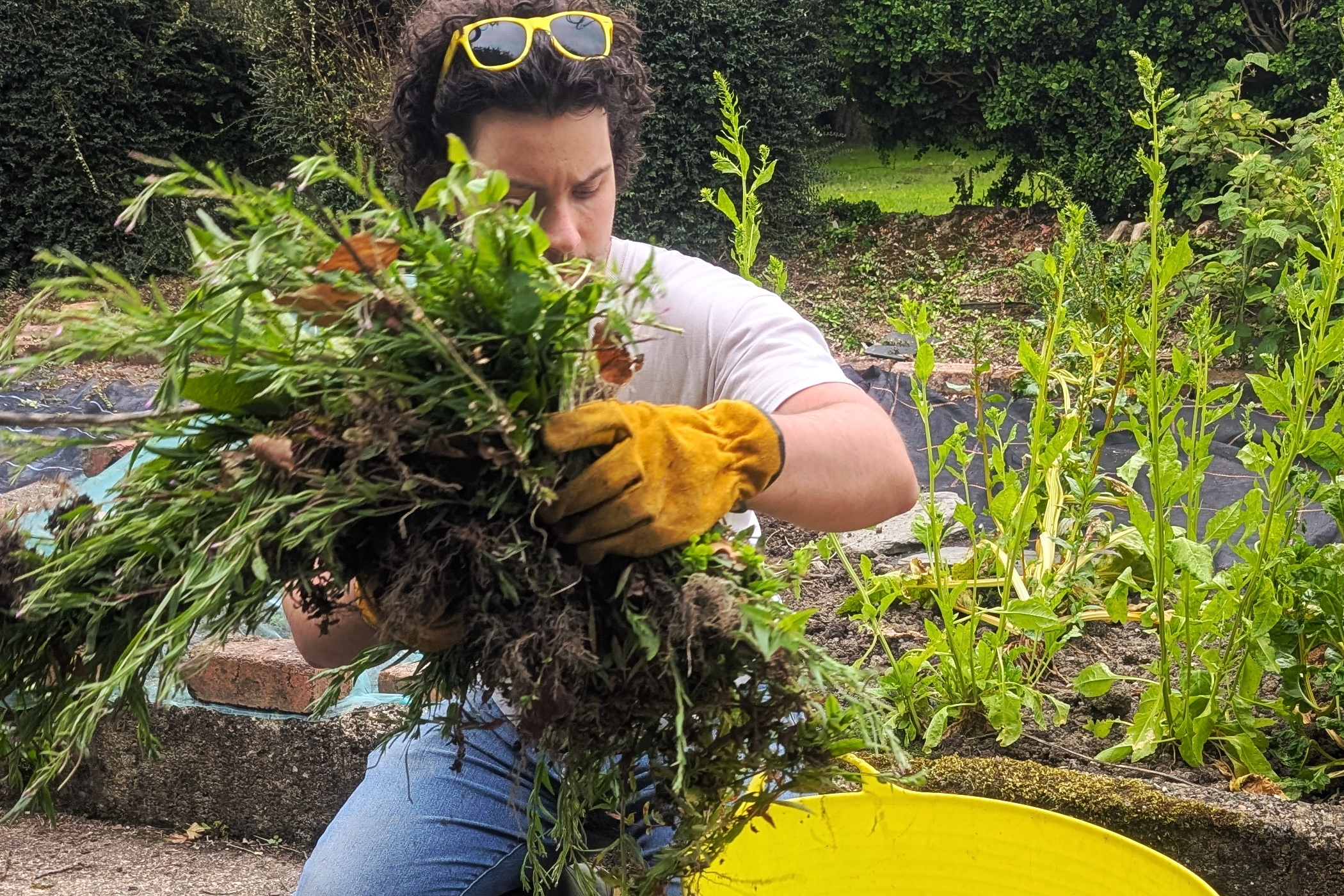 Hand weeding of garden beds and borders in Pembrokeshire and Carmarthenshire
