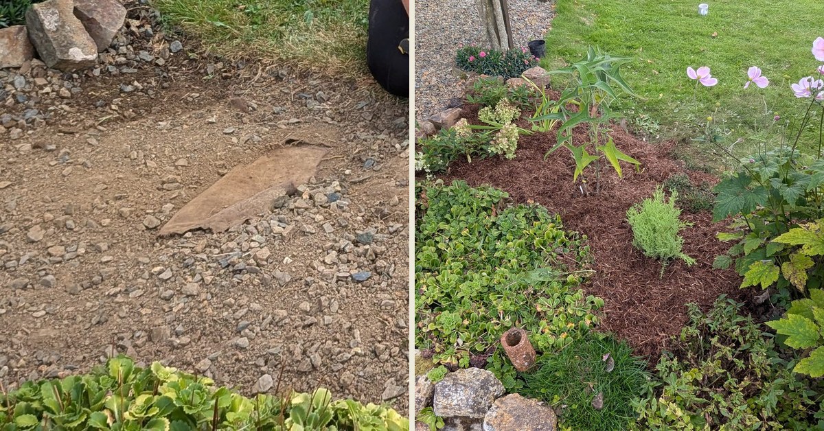 A lawn shortcut turned into a new flower border, near Whitland