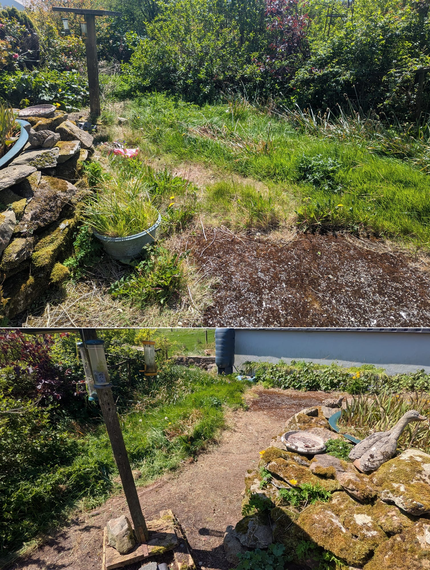 Before and after clearing grass and weeds to reopen access around a garden pond in Crymych