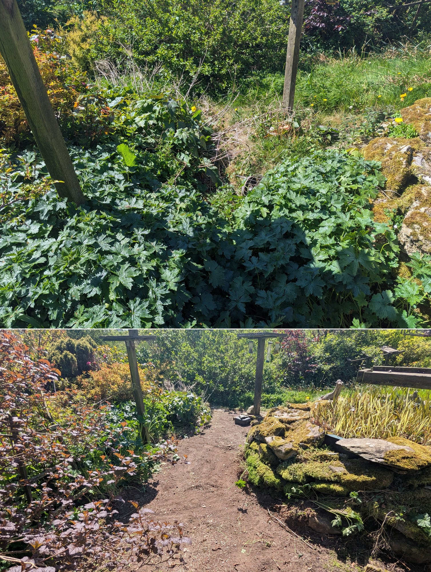 Before and after cutting back geraniums that had overtaken the ground around a garden pond in Crymych