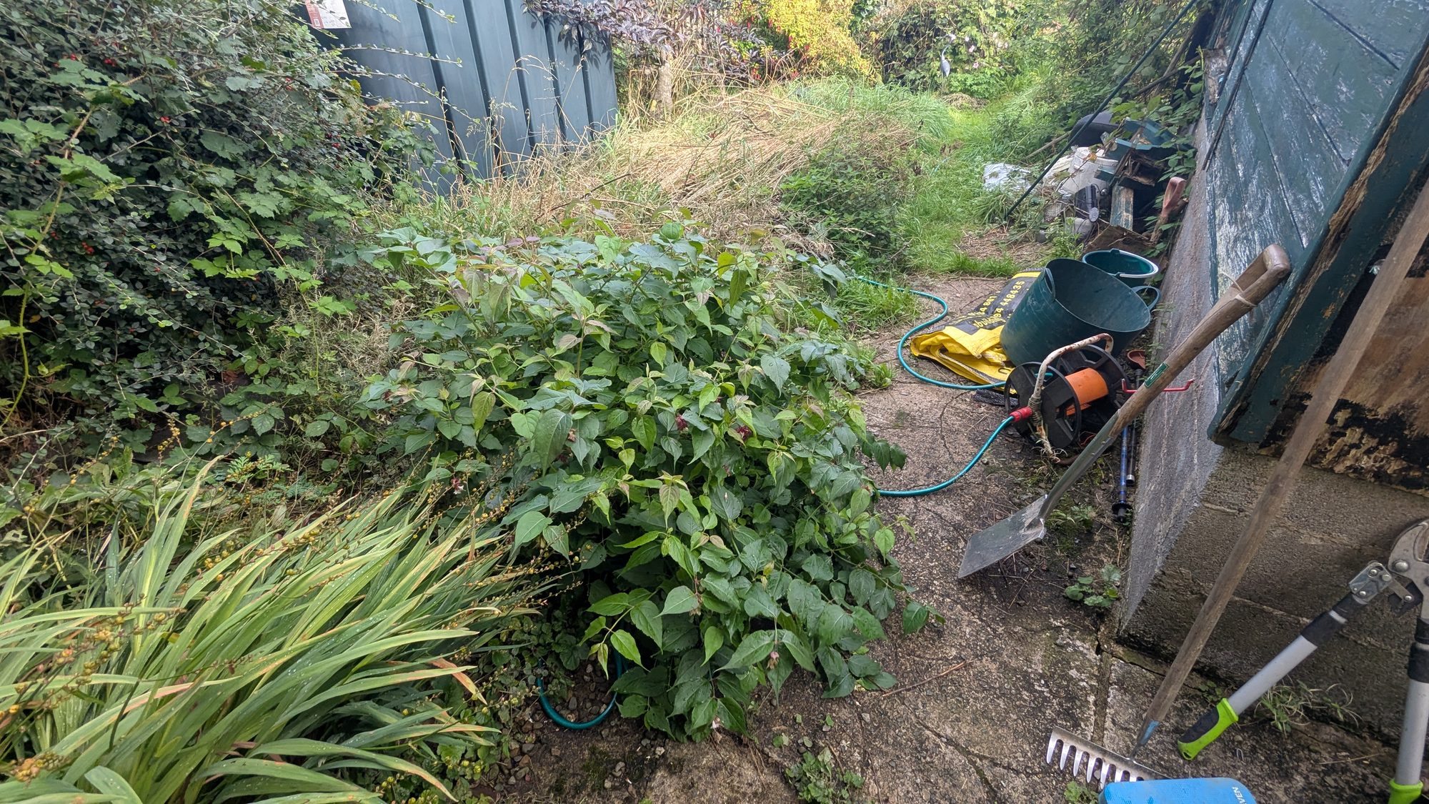 Overgrown shrubs and long grass filling the area behind a house, Haverfordwest