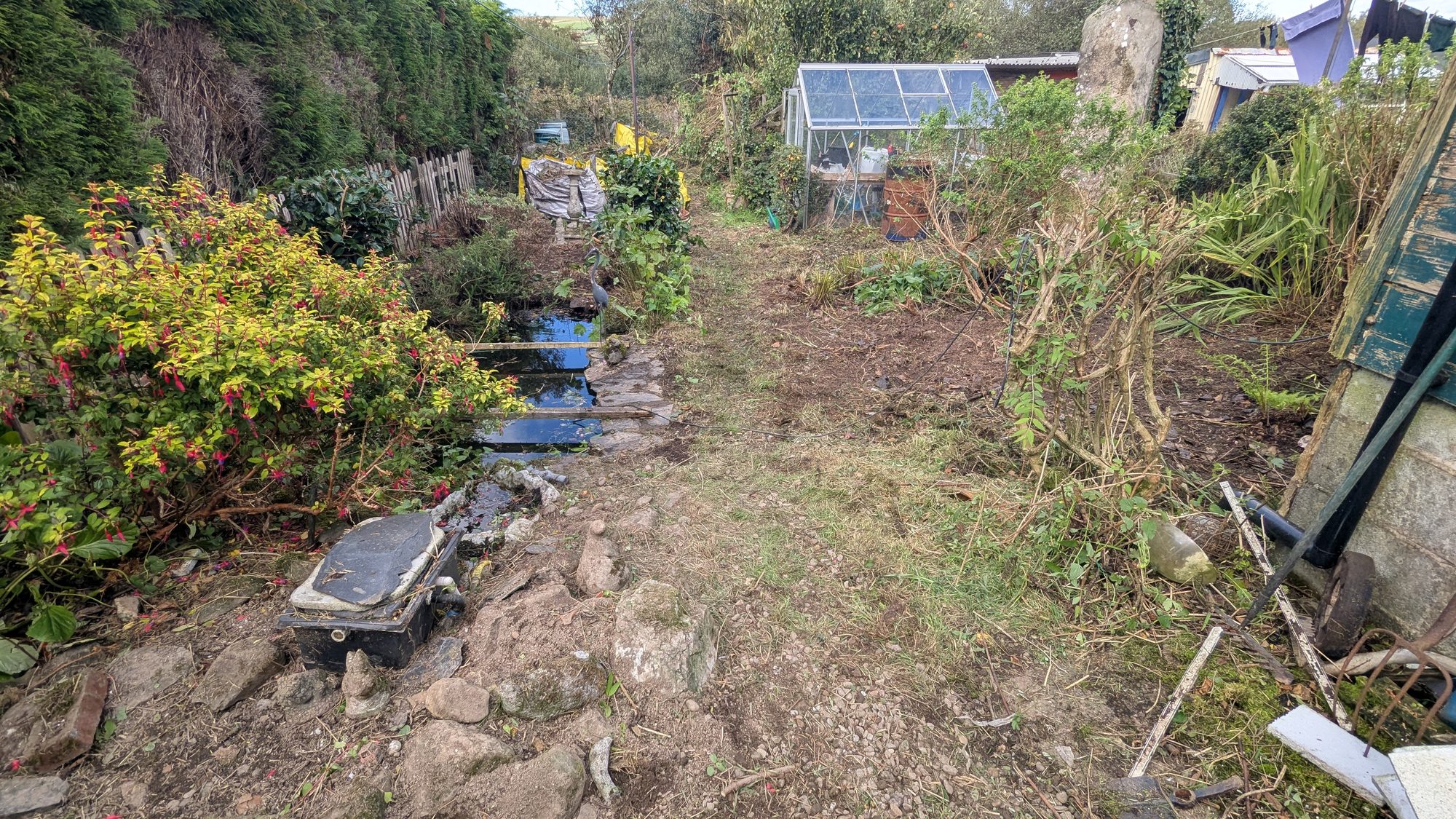 The path cleared and the pond uncovered, with the greenhouse visible at the end, Haverfordwest