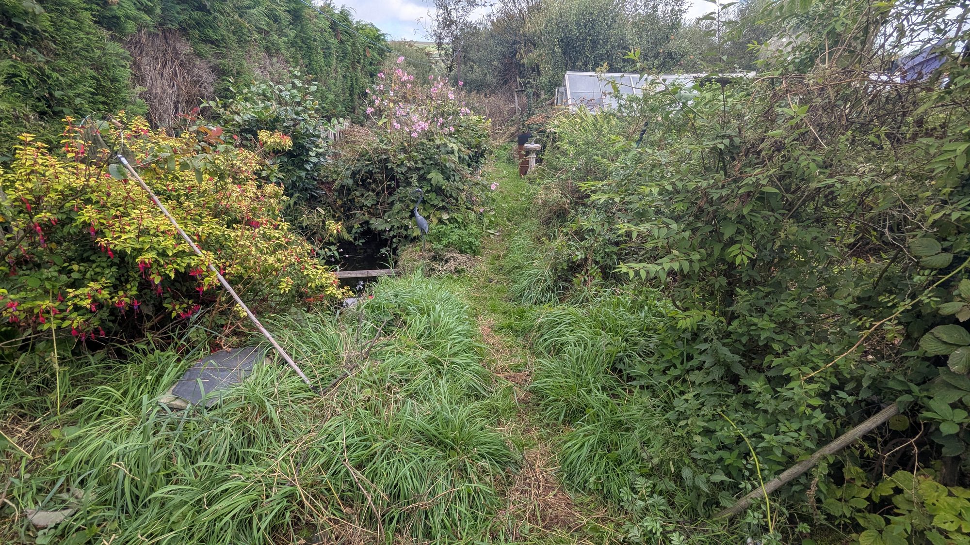 Overgrown path down the garden with long grass and shrubs hiding the pond, Haverfordwest