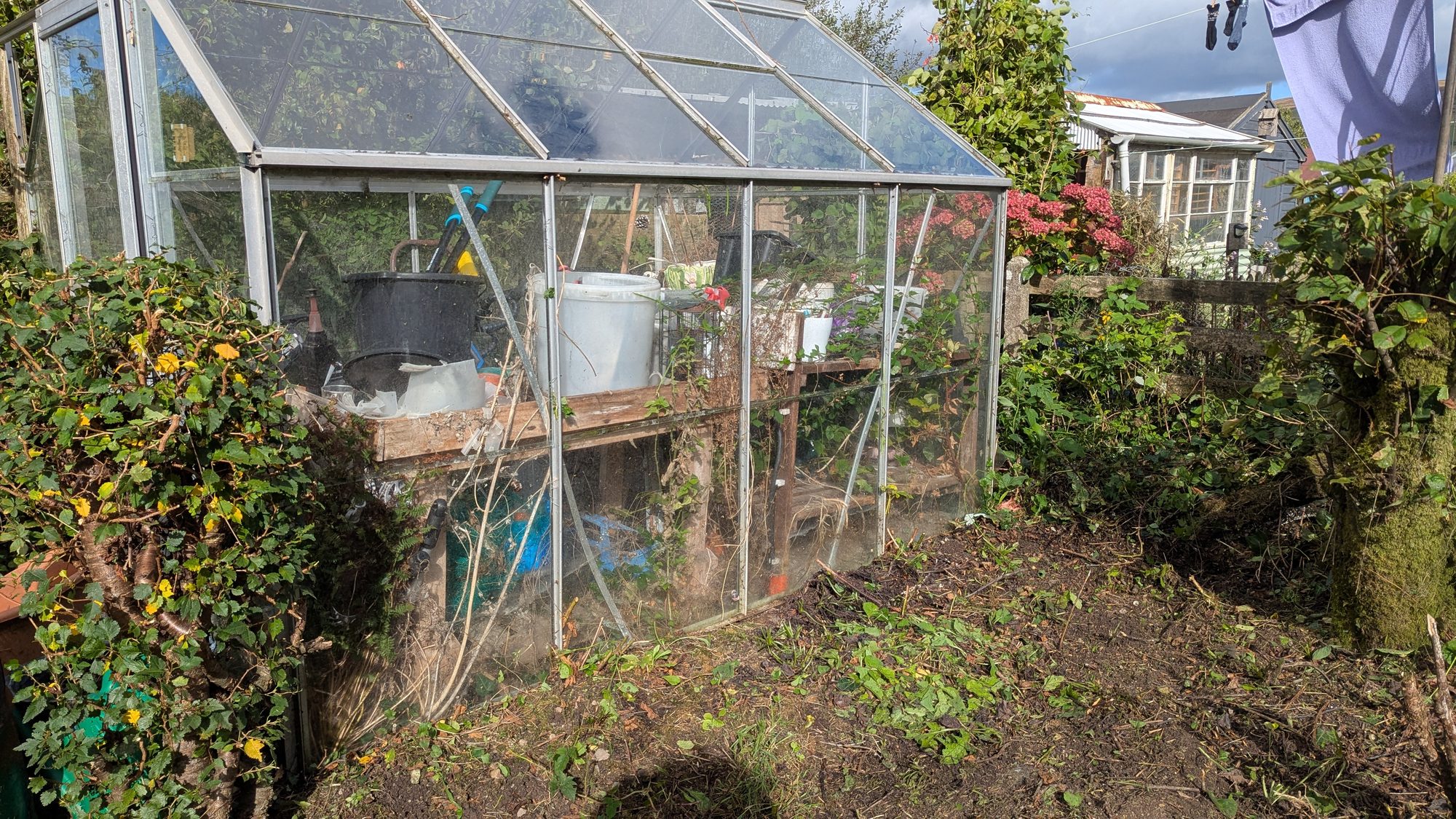 Brambles and weeds cleared from around the greenhouse, Haverfordwest