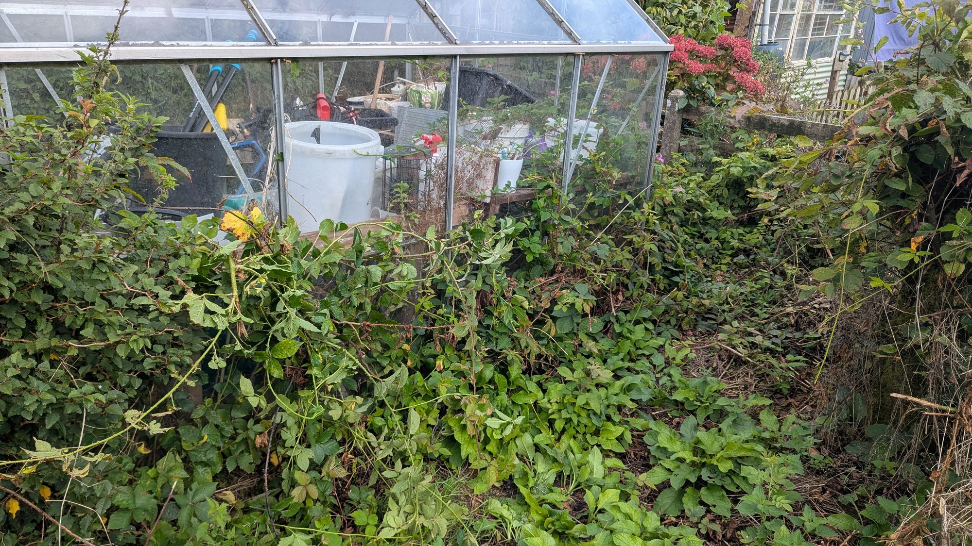 Greenhouse swamped by brambles and weeds, Haverfordwest