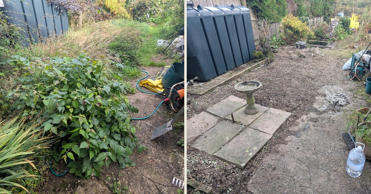 Before and after of a large overgrown garden cleared in a day, Haverfordwest