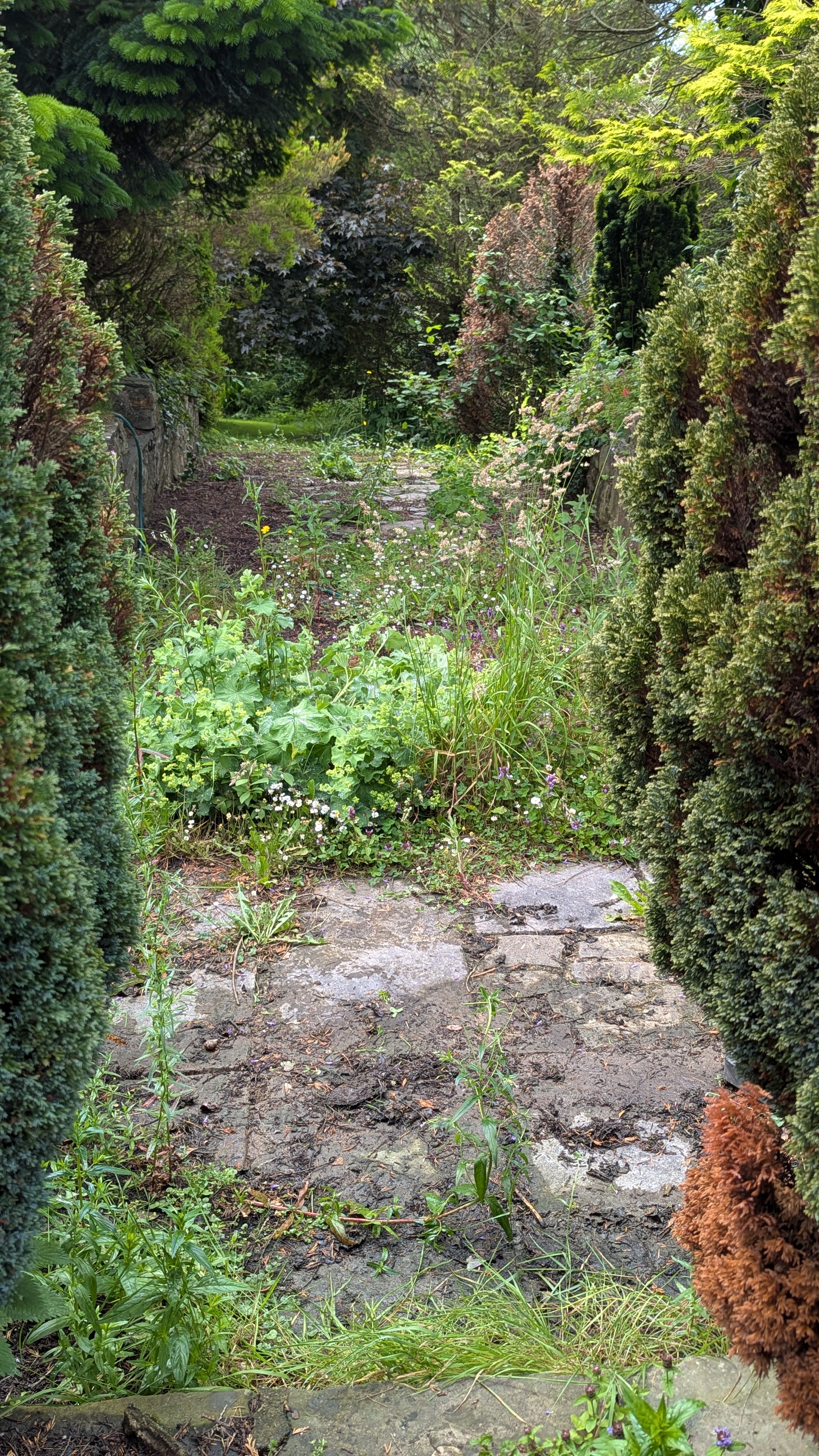 Entrance garden path in Llanddewi Velfrey near Narberth heavily overgrown with weeds pushing up through slate joints and cracks