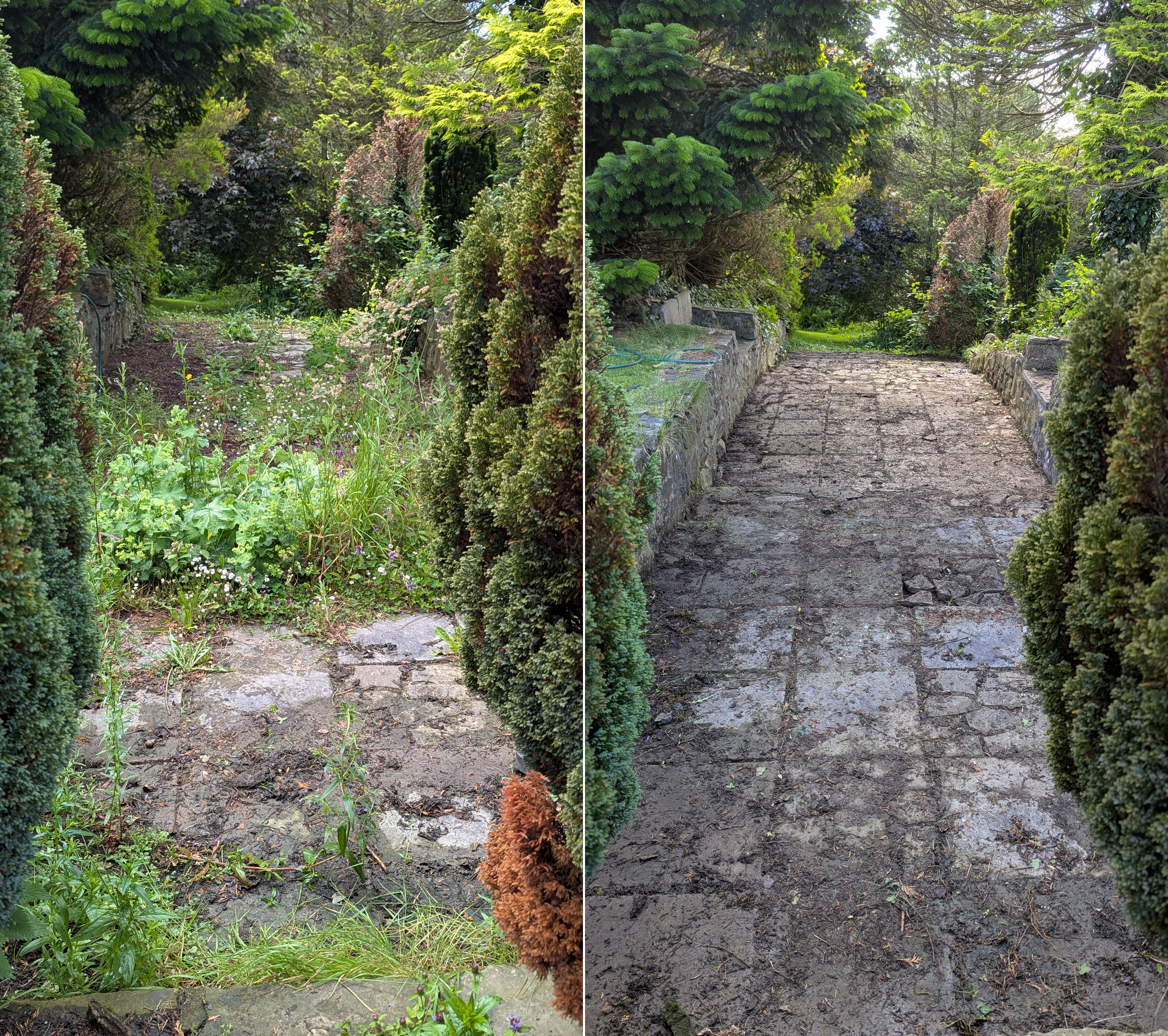 Before and after: entrance path in Llanddewi Velfrey near Narberth cleared of weeds