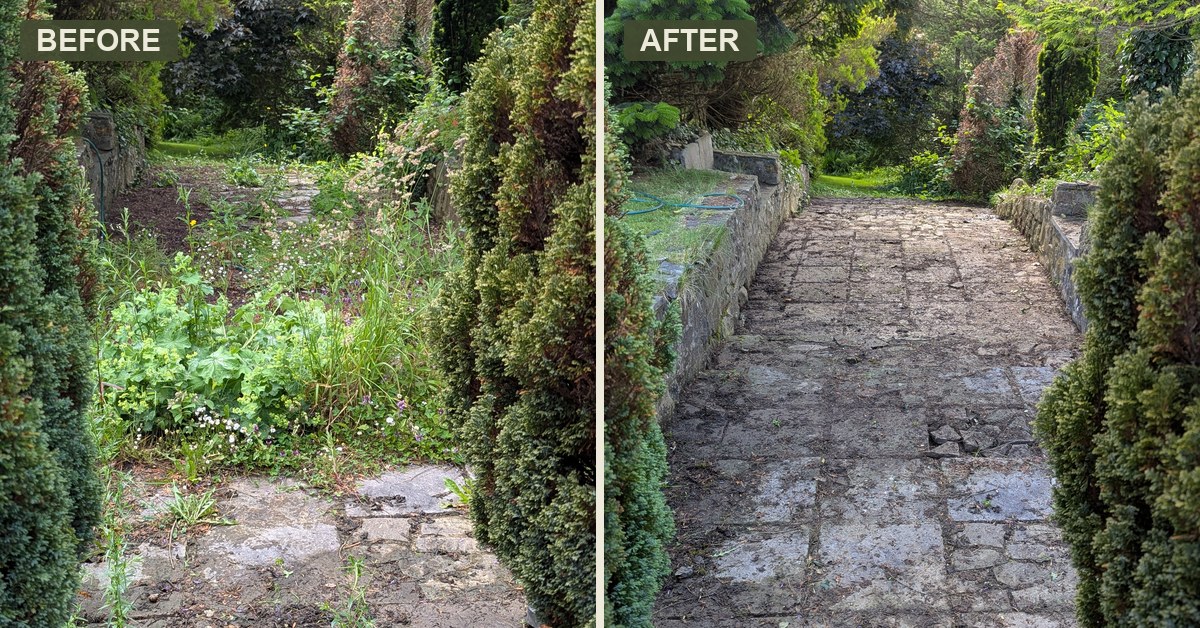 A weed-covered entrance cleared and opened up, near Narberth