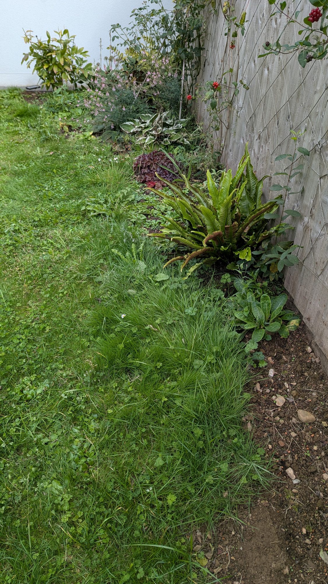 Narrow border along a fence with the lawn grown right over it, Haverfordwest