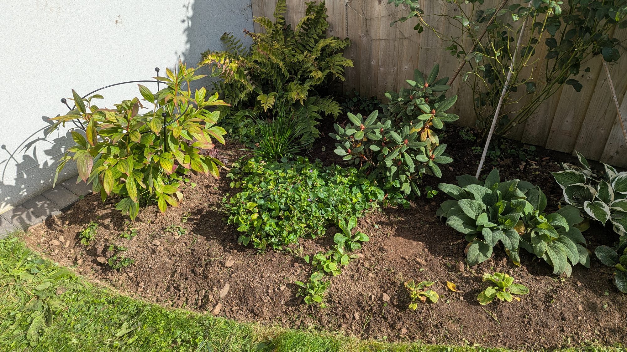 The same corner border with the lawn pulled back and the bed cleared and edged, Haverfordwest