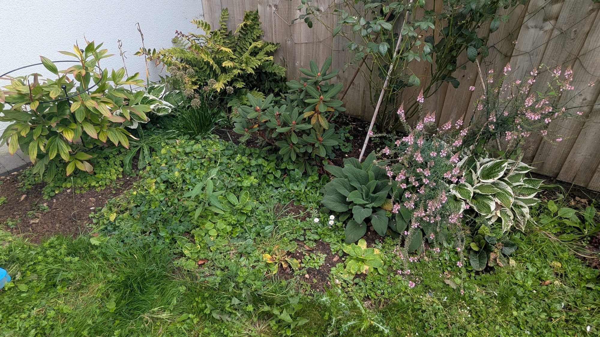 Corner border with lawn grass and weeds grown in around the plants, Haverfordwest