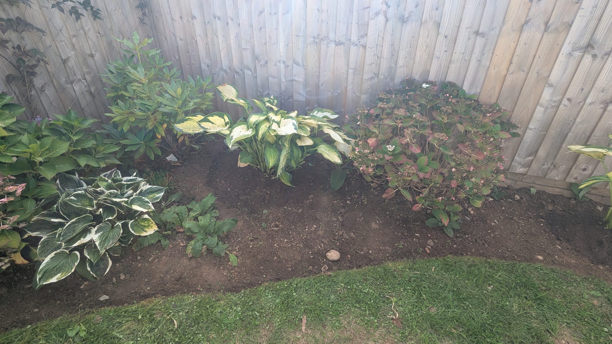 Hosta divided and border re-edged with fresh bed space in front, Haverfordwest