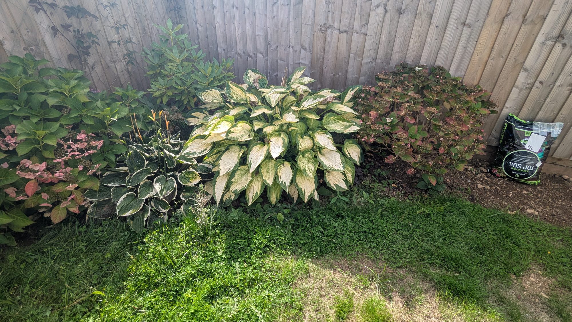 Large variegated hosta with lawn grass growing right up to it, Haverfordwest