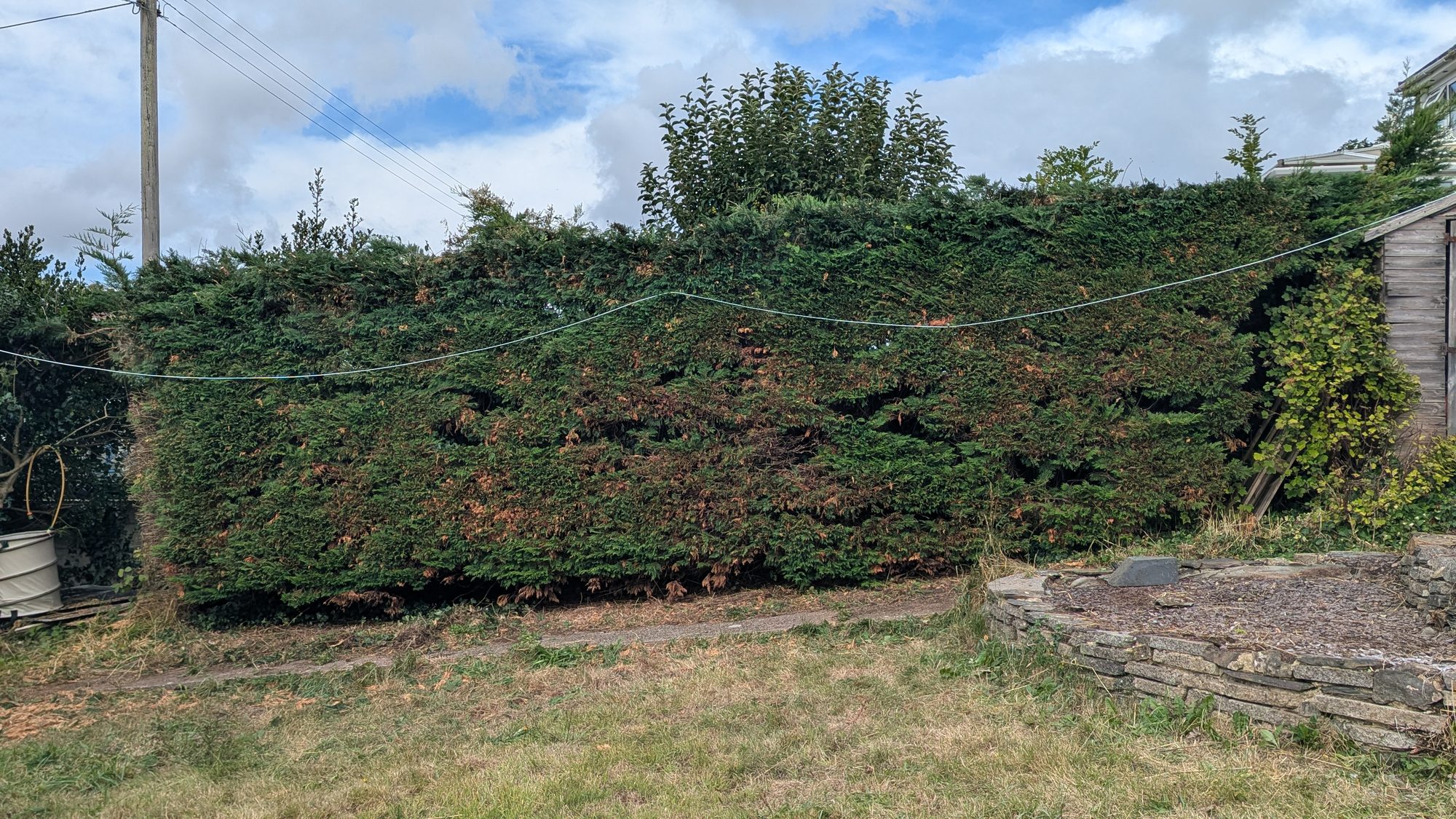The same Leylandii hedge cut down to a lower, sloping top that follows the ground, Haverfordwest