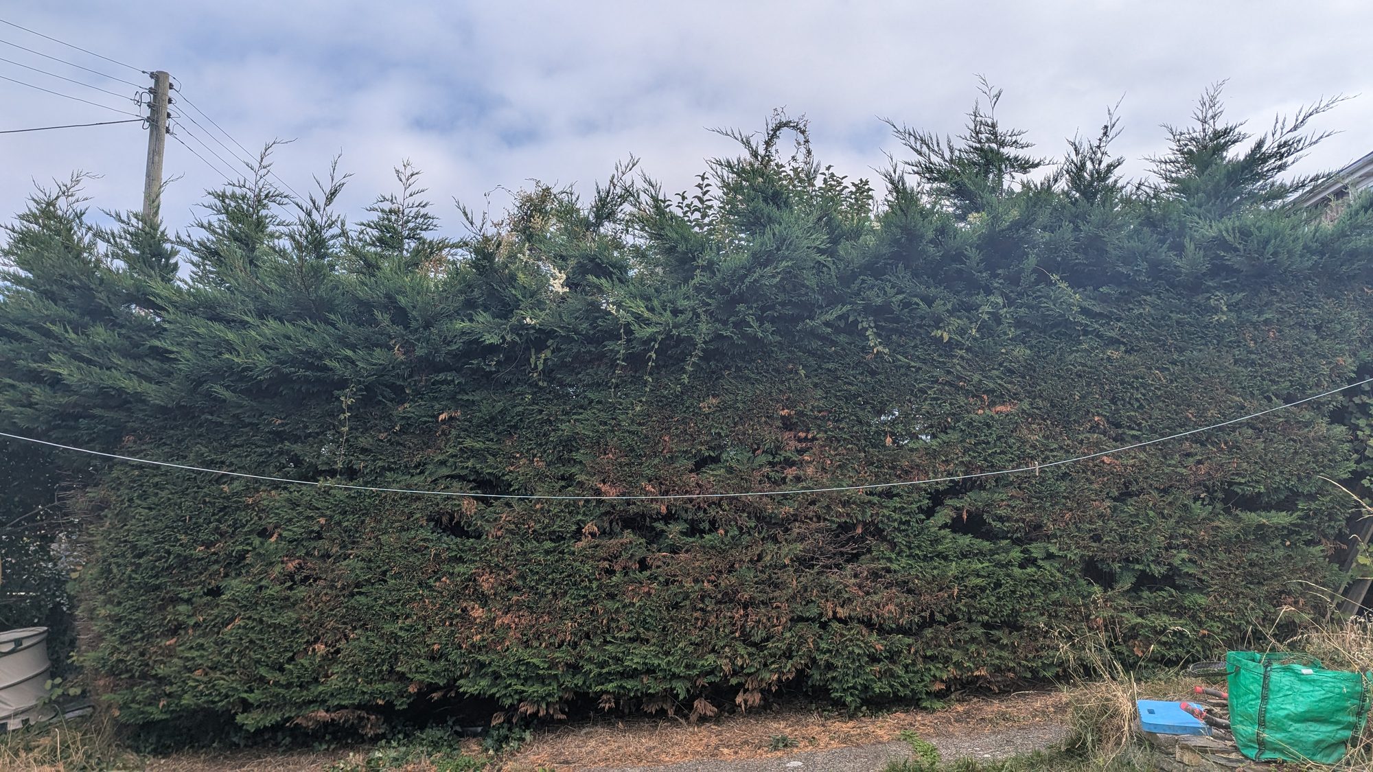 Tall overgrown Leylandii hedge with straggly growth sticking up along the top, Haverfordwest
