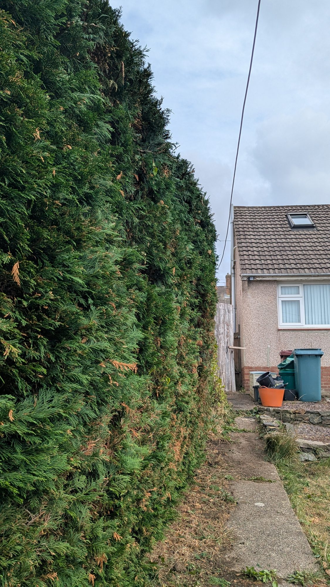 The same end of the Leylandii hedge trimmed down and neatened, Haverfordwest
