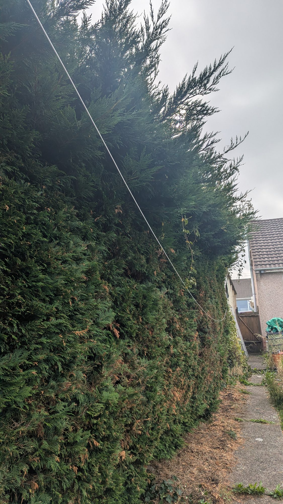 End of an overgrown Leylandii hedge towering over a side path, Haverfordwest