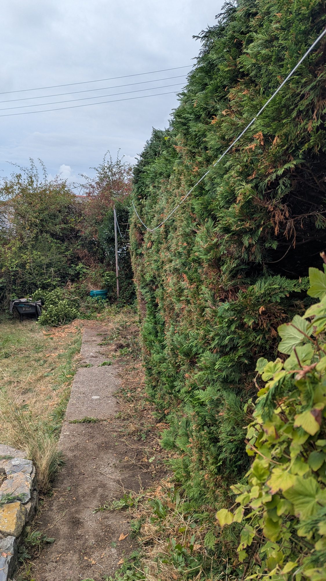 The same stretch of Leylandii hedge trimmed back from the path, Haverfordwest