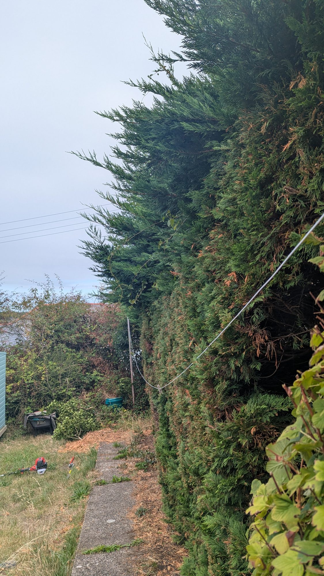 Leylandii hedge beside a garden path with tall growth leaning out over it, Haverfordwest