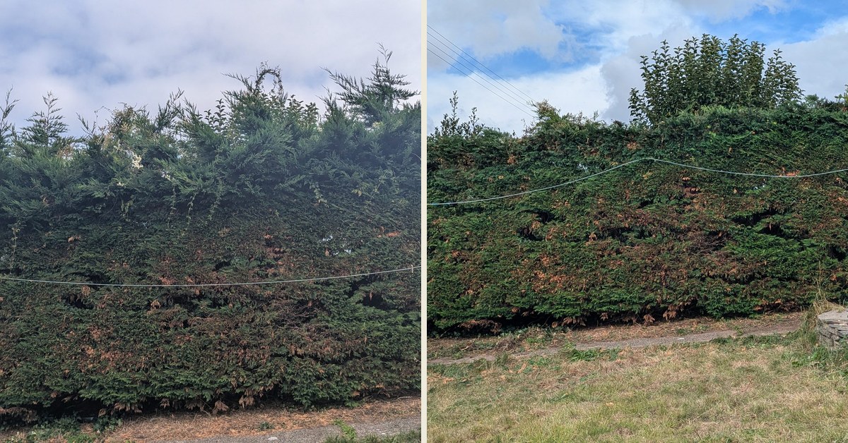 Before and after of a tall Leylandii hedge cut down, Haverfordwest