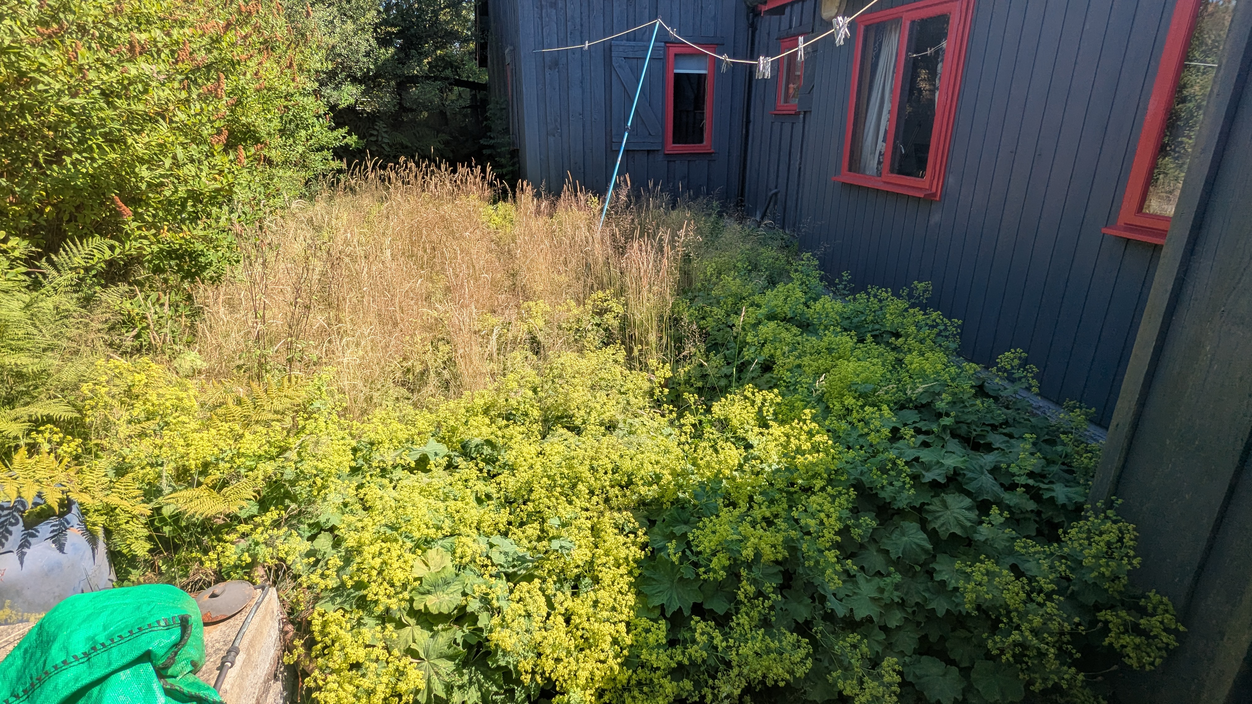Patio in Crymych completely overgrown with lady's mantle and long grass, paving slabs hidden underneath