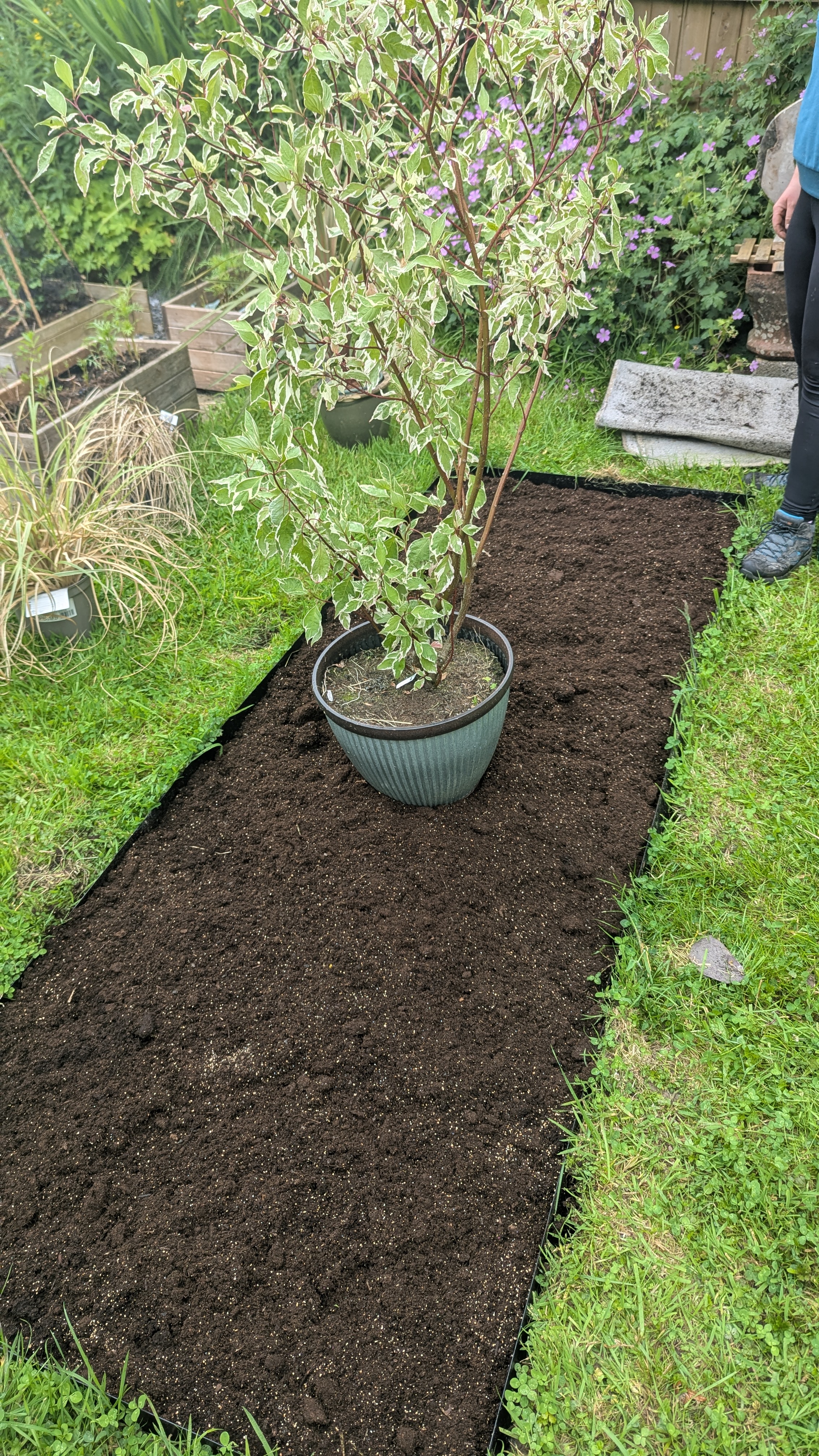 Cornus alba shrub still in its pot being trialled in position in a new planting bed in Llanfallteg near Whitland