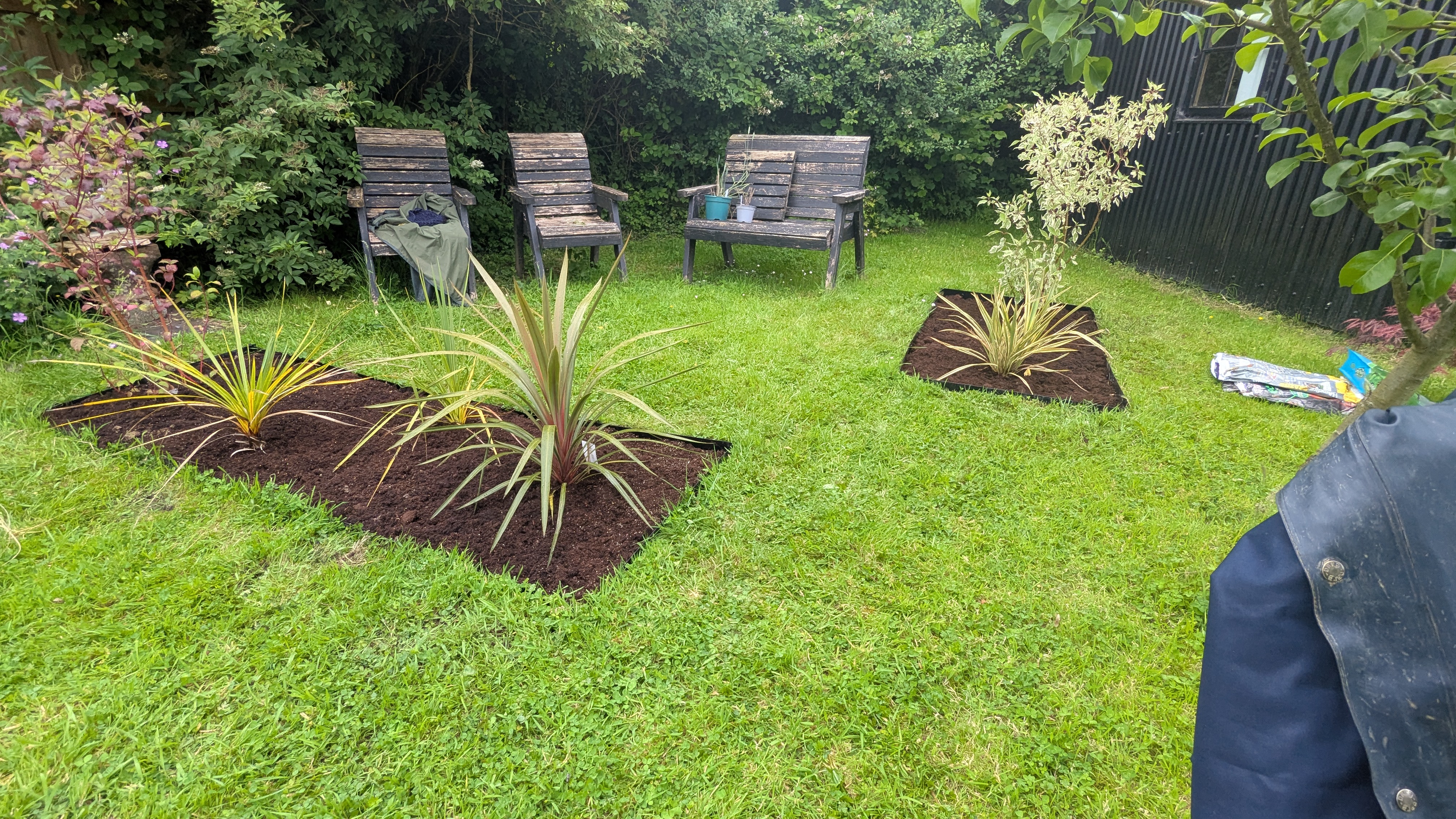Both new planting beds planted up with Cordylines in a Llanfallteg garden near Whitland