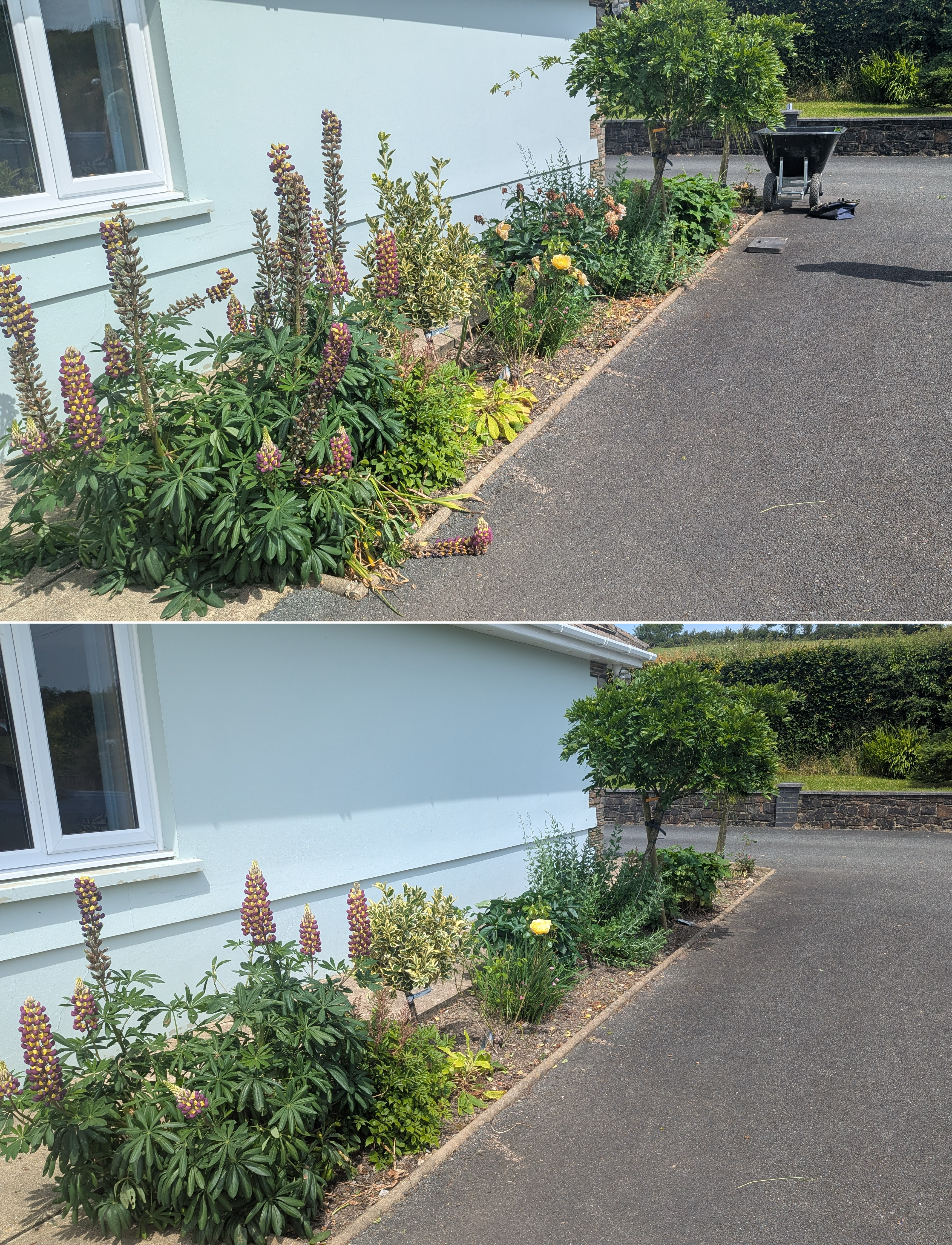 Before and after weeding and tidying the driveway border bed at a bungalow in Whitland, showing lupins and other plants looking considerably cleaner and more defined