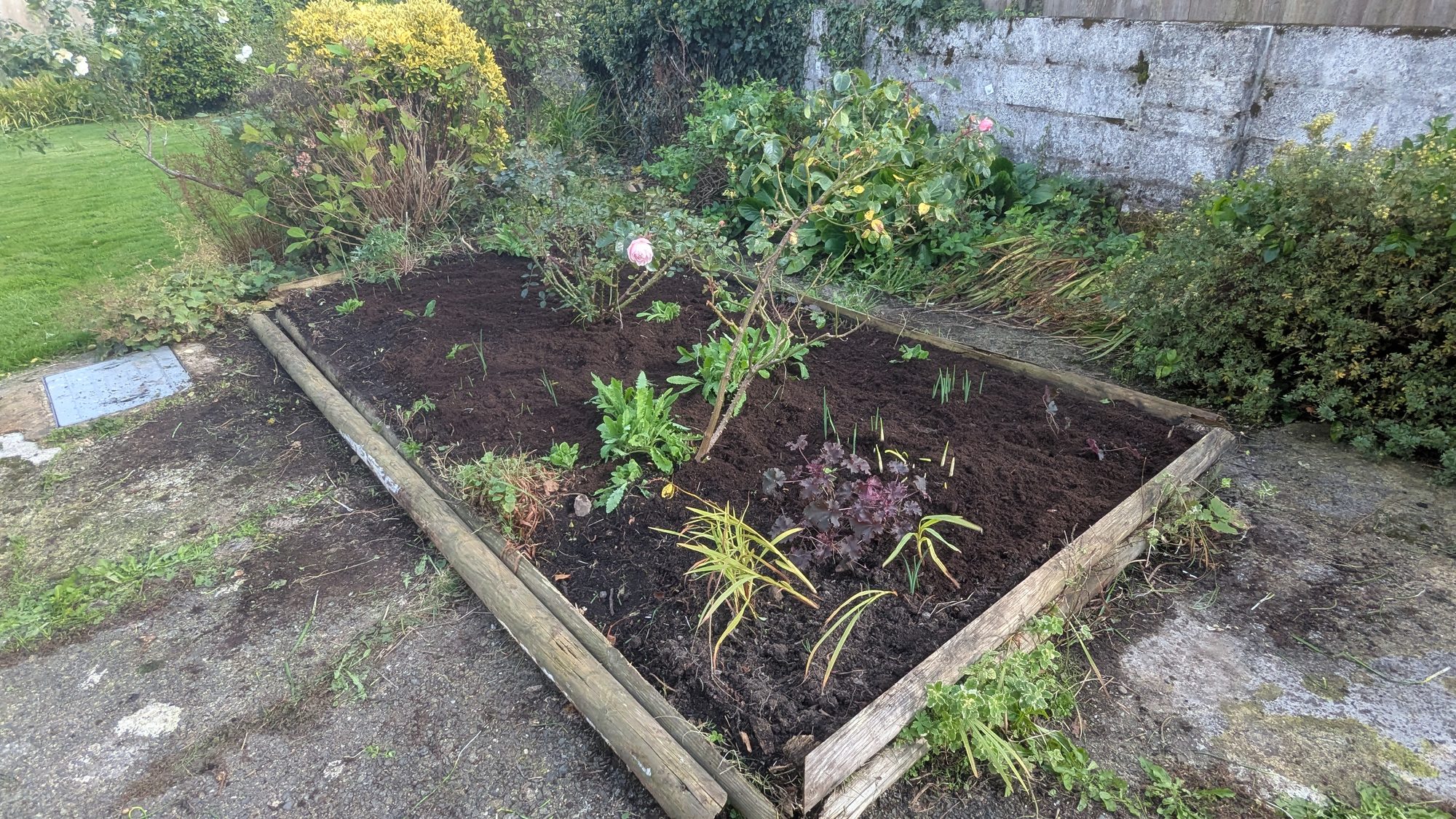 The same front garden bed weeded and cleared, with the irises and rose kept, Haverfordwest