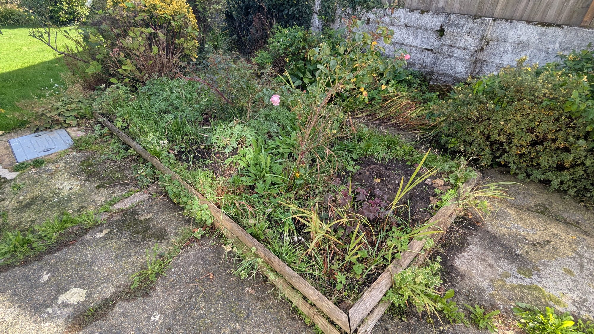 Front garden bed overgrown with grass, weeds and mint beside a driveway, Haverfordwest