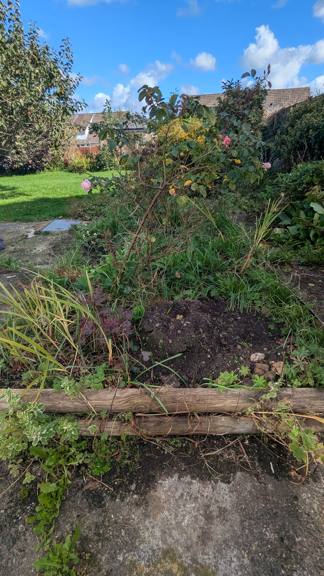 Weedy front garden bed seen along its length before weeding, Haverfordwest