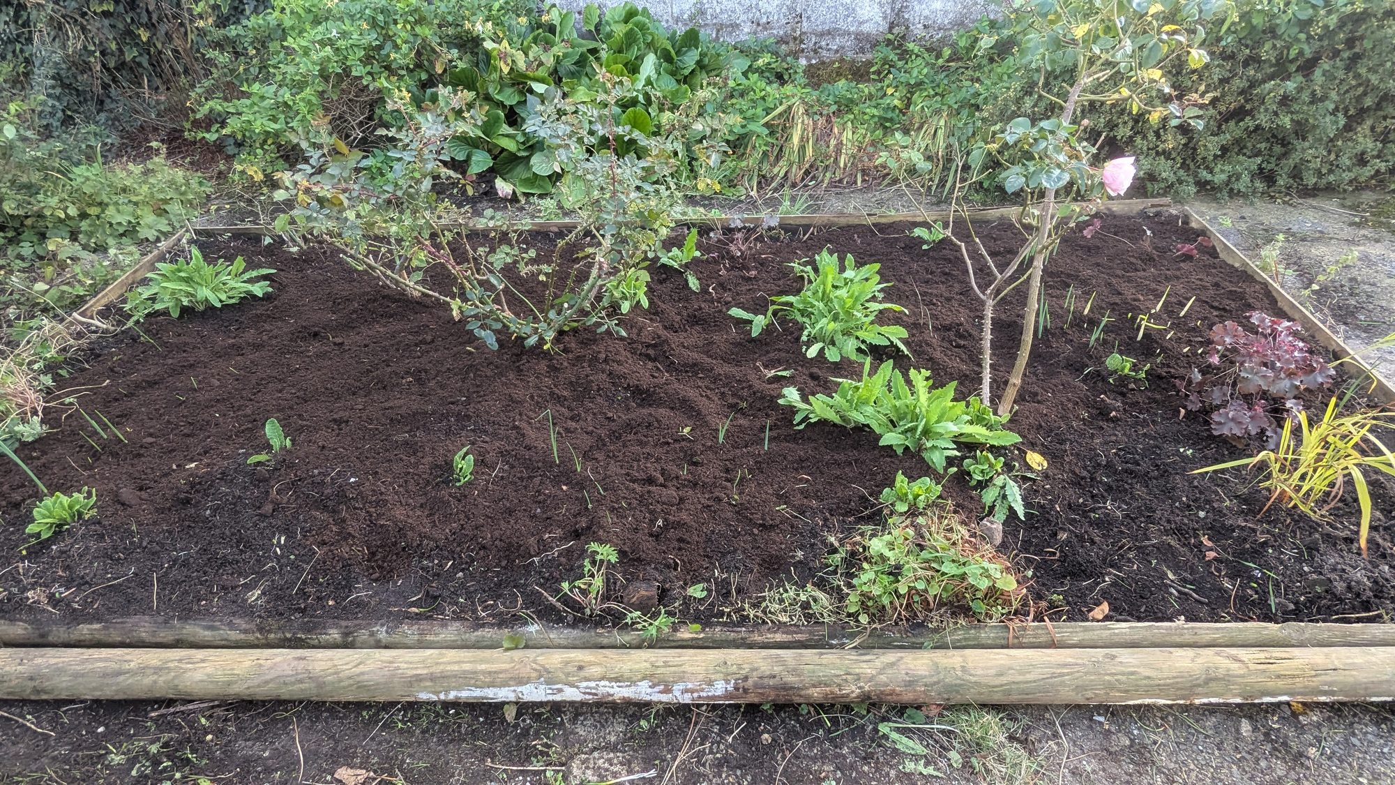 Front garden bed from the side after weeding, with the kept plants spaced out, Haverfordwest