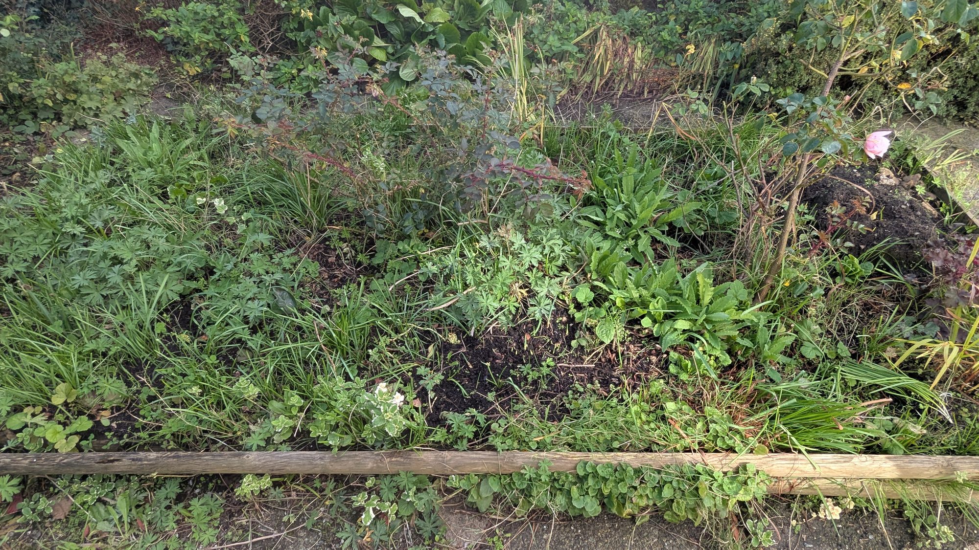 Front garden bed from the side, thick with grass and weeds, Haverfordwest