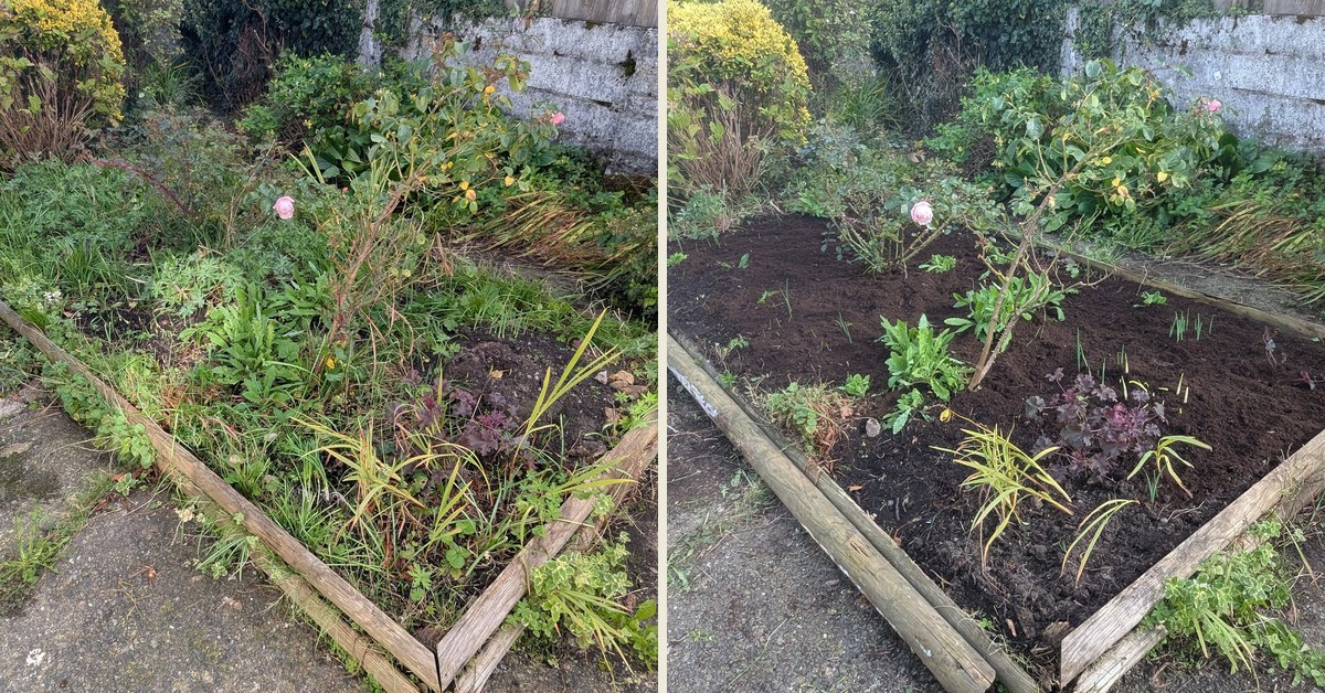 A properly weeded bed by the front door, Haverfordwest